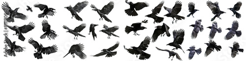 flock of flying crows   a black raven in flight  Wildlife-themed  cutout  isolated  photorealistic illustrations on isolated on transparent background PNG  cut out