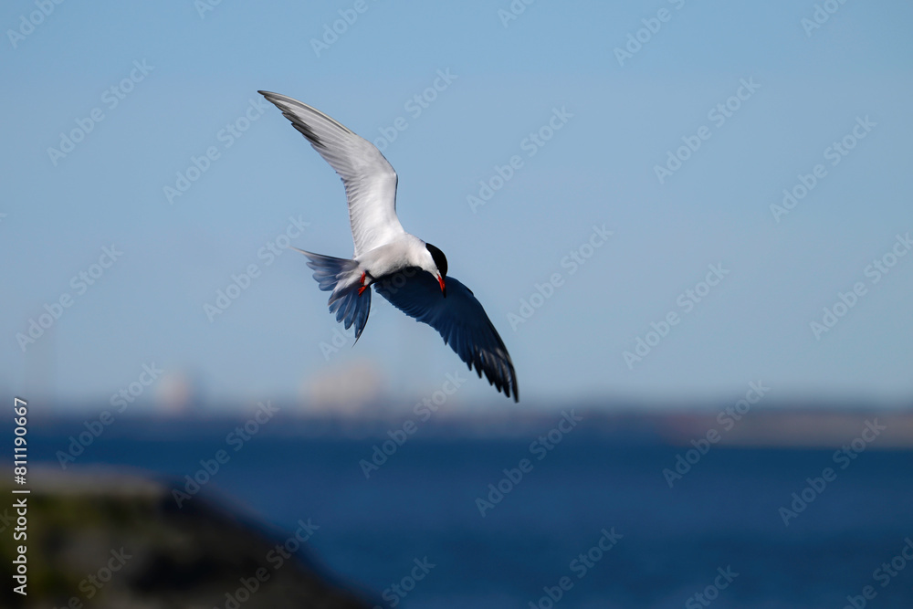 Common Tern in flight over water with wings spread 