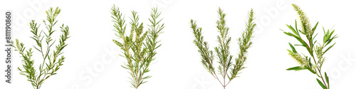 Melaleuca (Tea Tree) Isolated on isolated on transparent, alpha background PNG file cut out