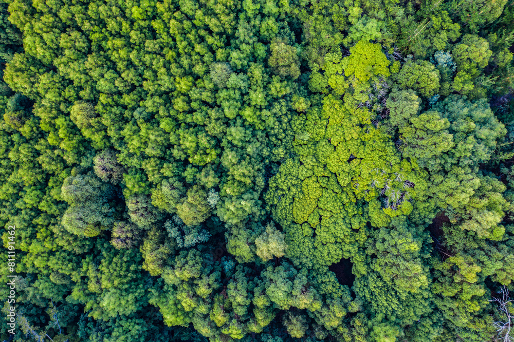 Aerial view, forest and woods in nature for environment, ecosystem or tropical greenery. Drone, sustainability and vegetation with overgrown trees, wilderness and jungle scenery in Switzerland