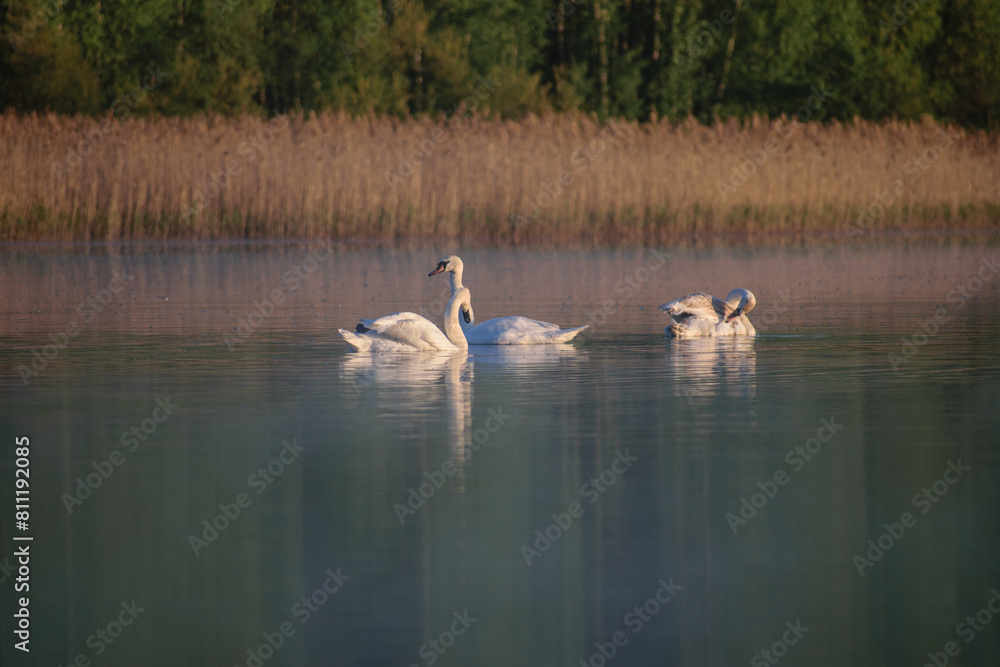 family of swans on the foggy lake