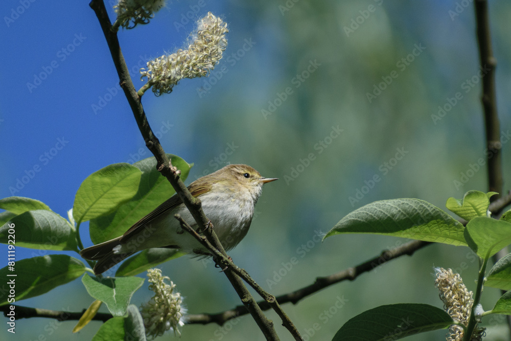 Obraz premium Common Chiffchaff on branch