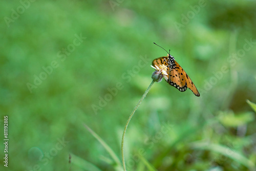 Monarch butterfly on green background. © RaGa