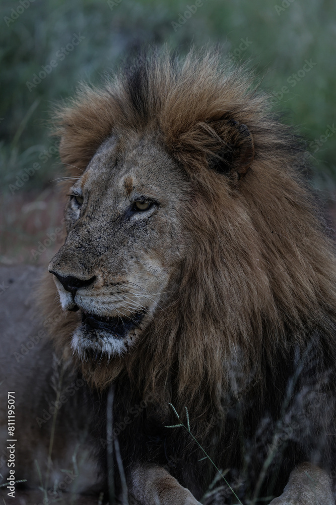 Lion looking off into the distance in South Africa Lion looking off into the distance in South Africa