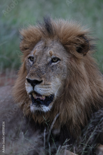 Lion looking off into the distance in South Africa