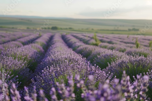 Lavender flowers bloom in a vast field under a clear sky  A field of lavender stretching into the horizon