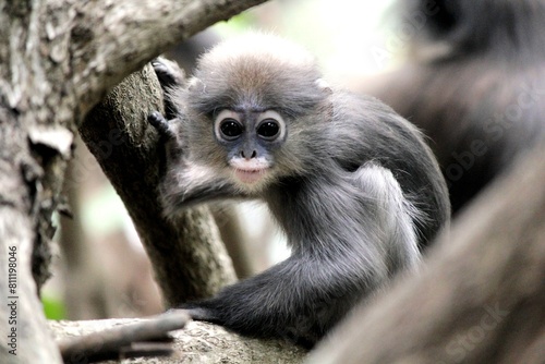 Dusky leaf monkey look into the Camera