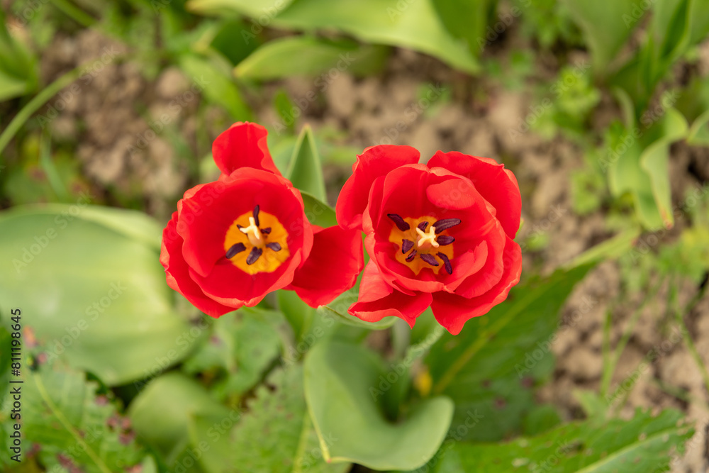 Tulip flowers on a meadow in Saint Gallen in Switzerland