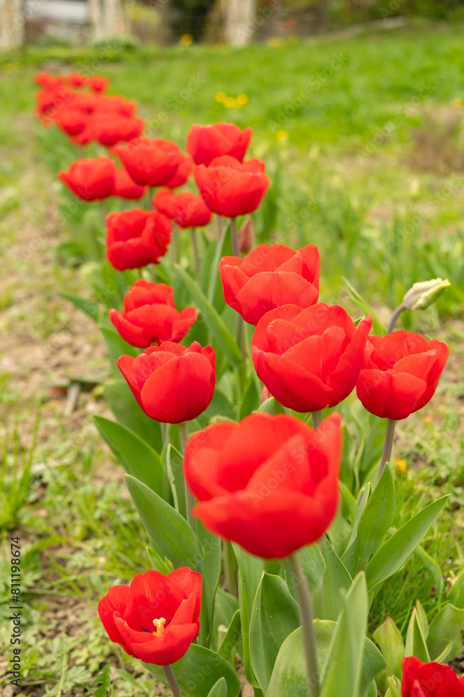 Tulip flowers on a meadow in Saint Gallen in Switzerland Tulip flowers on a meadow in Saint Gallen in Switzerland