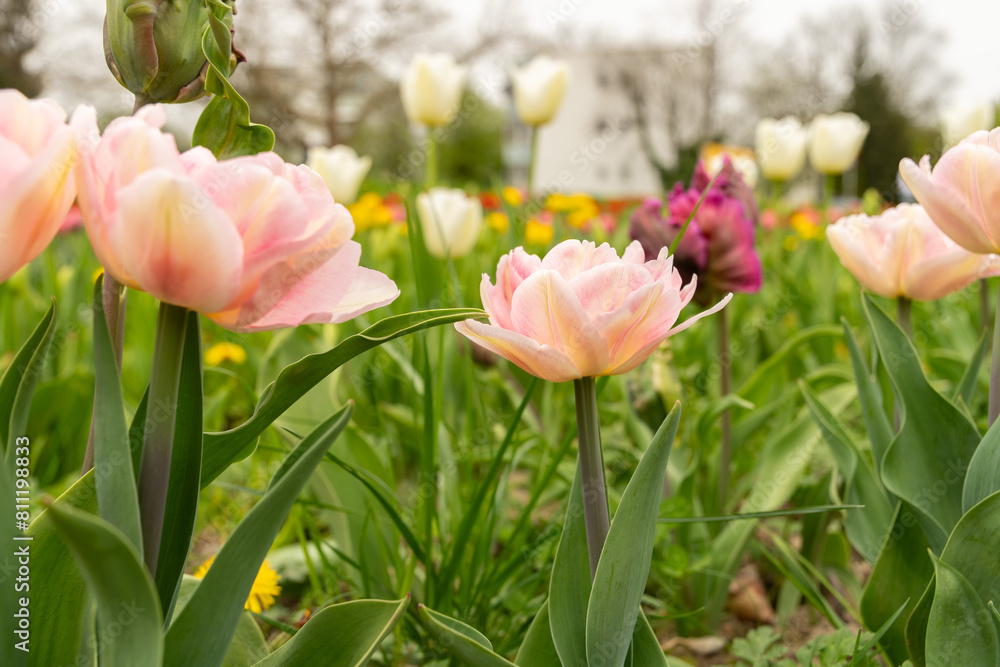 Fototapeta premium Tulip flowers on a meadow in Saint Gallen in Switzerland