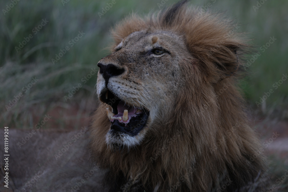 Obraz premium Lion looking off into the distance in South Africa