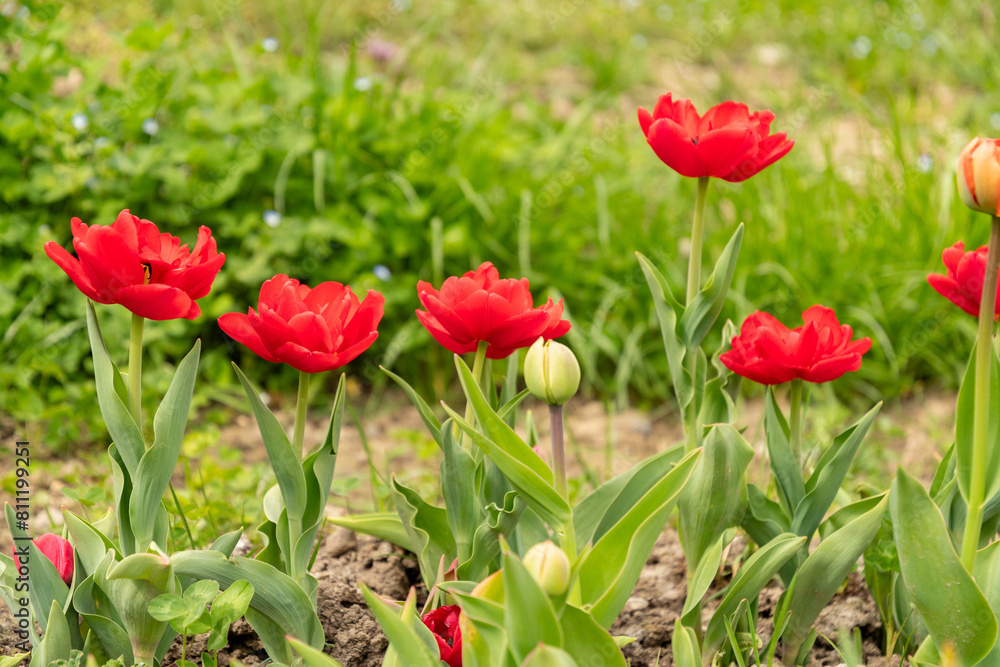 Tulip flowers on a meadow in Saint Gallen in Switzerland Tulip flowers on a meadow in Saint Gallen in Switzerland