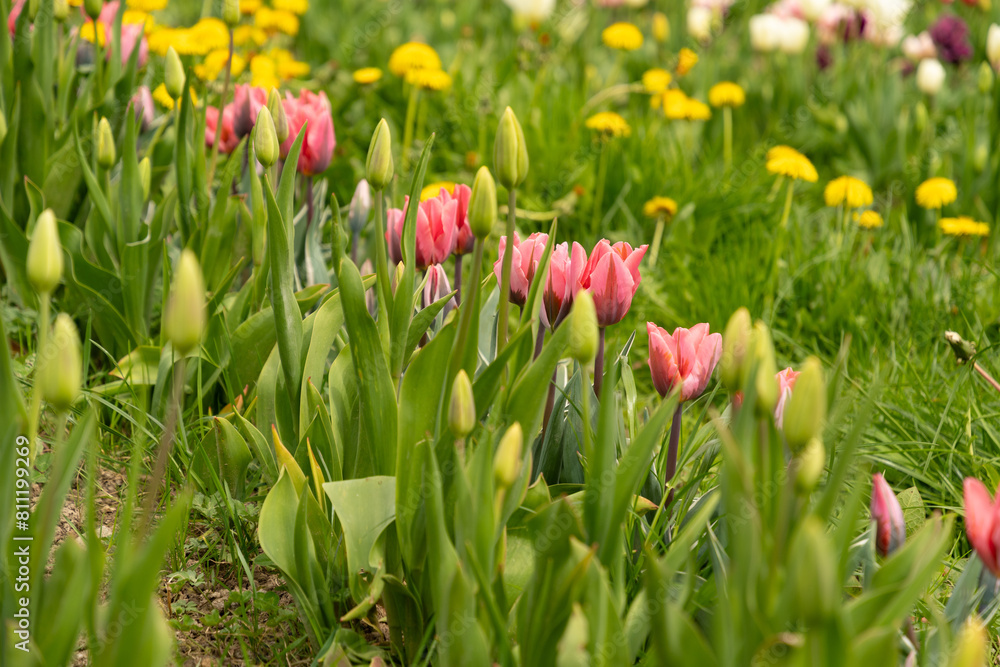 Tulip flowers on a meadow in Saint Gallen in Switzerland Tulip flowers on a meadow in Saint Gallen in Switzerland