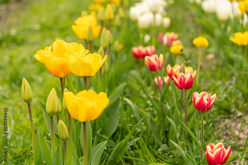 Tulip flowers on a meadow in Saint Gallen in Switzerland Tulip flowers on a meadow in Saint Gallen in Switzerland