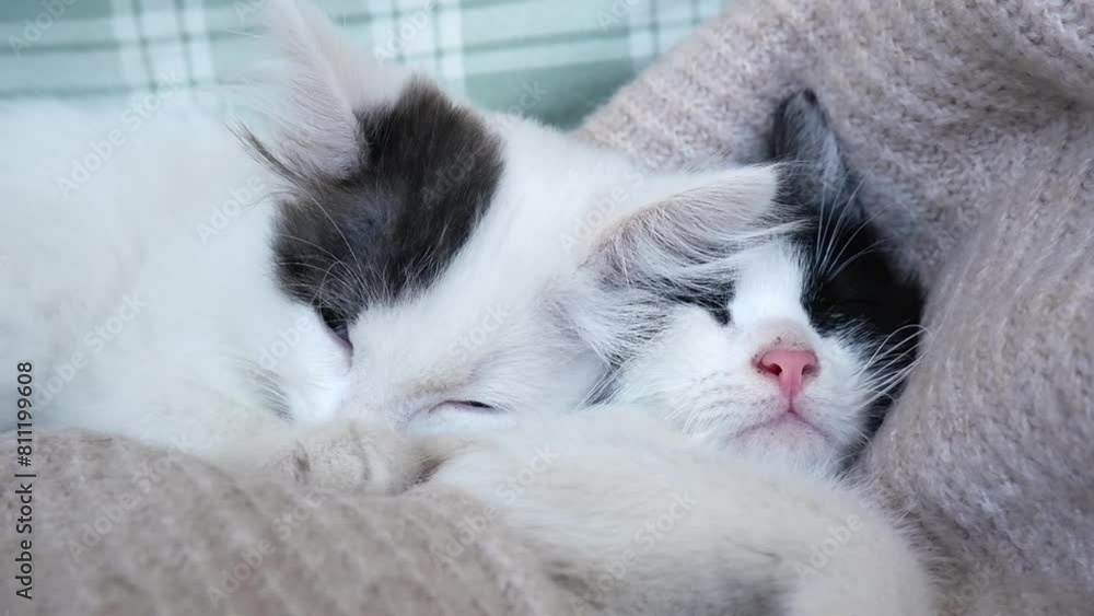 two domestic kittens sleep lying on a knitted scarf on the bed. Sleeping cat. Adorable pets concept two domestic kittens sleep lying on a knitted scarf on the bed. Sleeping cat. Adorable pets concept
