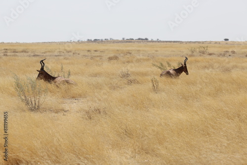 Red Hartebeest in Etosha Park, Namibia