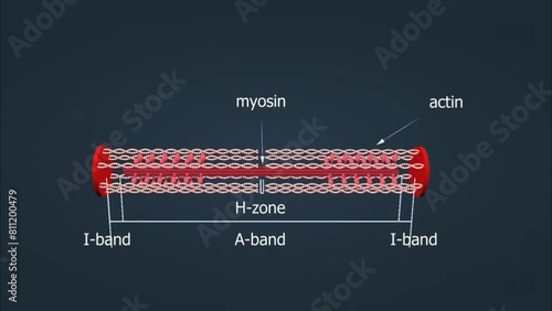 Mechanism of muscles contraction photo