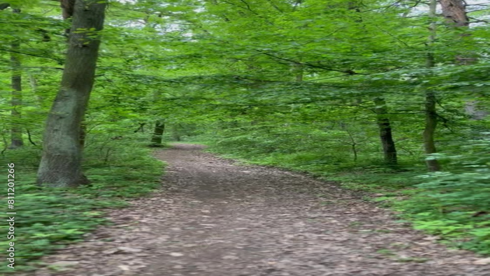 path in the forest path in the forest