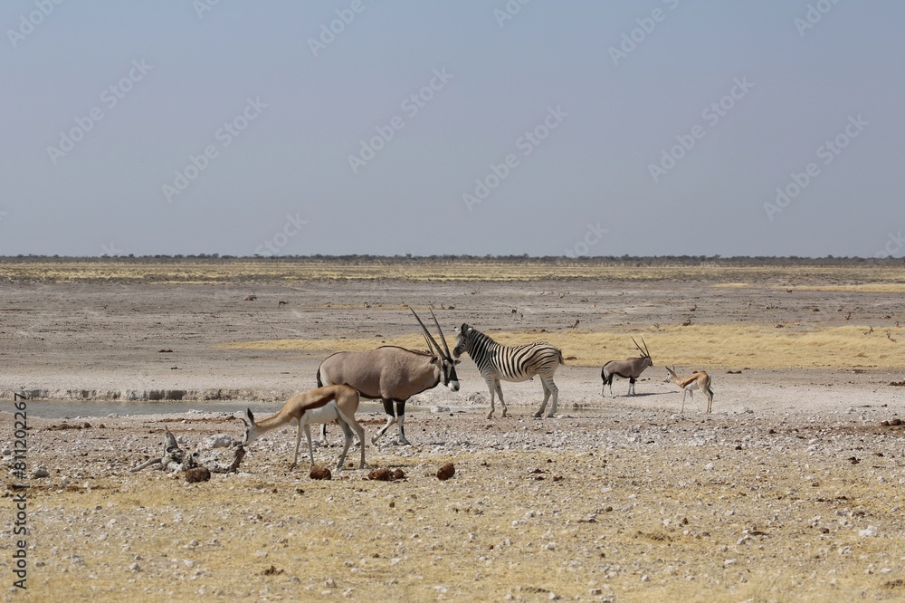 Group of animals in Etosha National Park, Namibia Group of animals in Etosha National Park, Namibia