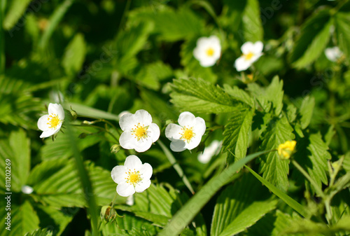 a close up of a white flowers of strawberry plant 