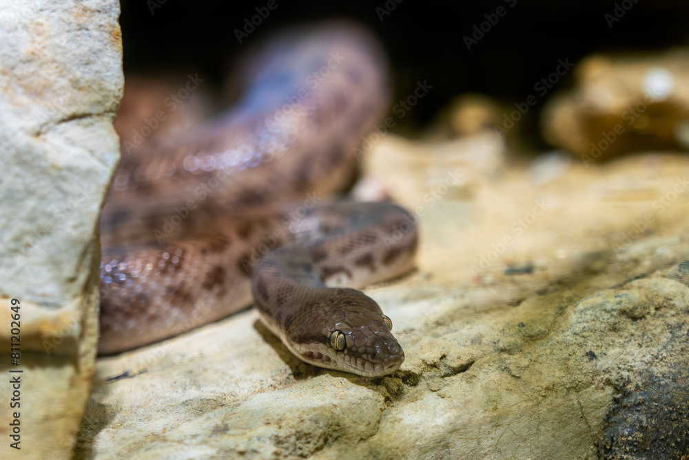 Children's Python - Antaresia childreni, beautiful nonvenomouse snake from Northern Australian forests, swamps, savannas and deserts. Children's Python - Antaresia childreni, beautiful nonvenomouse snake from Northern Australian forests, swamps, savannas and deserts.