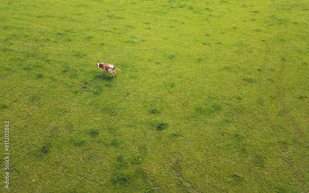 One cow on the big green field, high angle view One cow on the big green field, high angle view