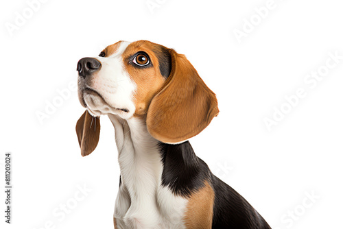 A cute beagle looking up with a curious expression on its face.