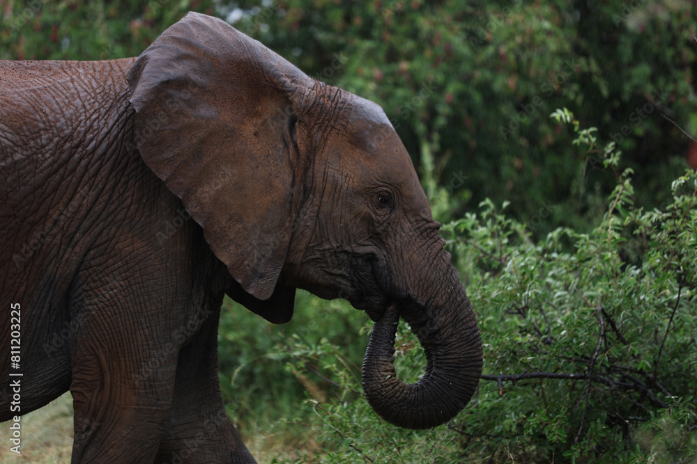 Fototapeta premium Elephant grazing on vegetation in South Africa
