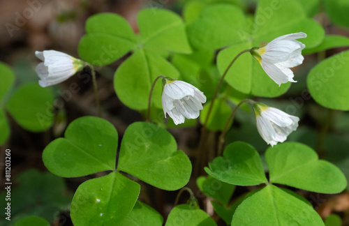 Wood Sorrel with white flowers growing in the forest in spring time.