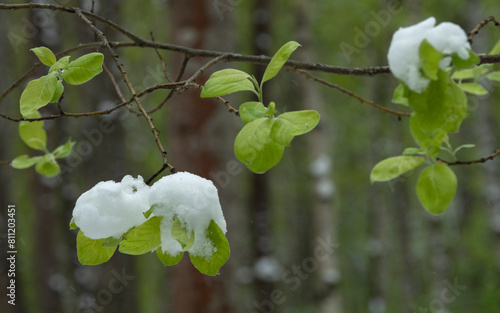 Snow in the spring forest. Young spring leaves covered with snow after a sudden snowfall.