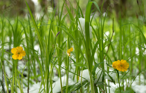Snow in the spring forest. Spring flowers are covered with snow after a sudden snowfall.