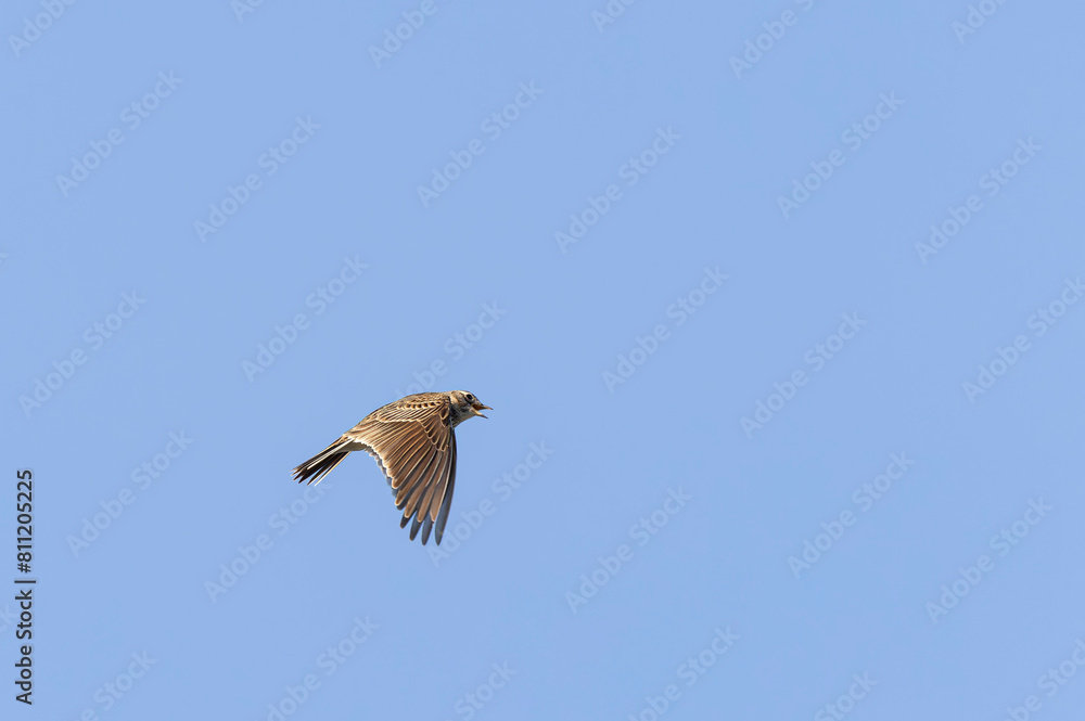 Obraz premium Skylark Alauda arvensis in close view in Bretagne, France
