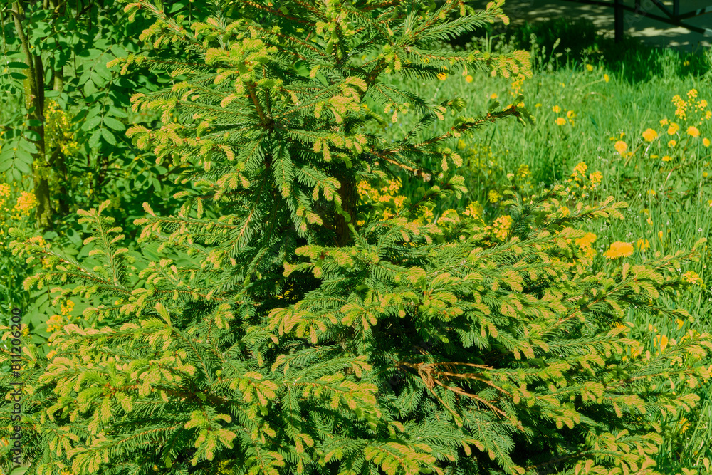beautiful green city tree on a bright sunny summer day. postcard. desktop. blank for designer beautiful green city tree on a bright sunny summer day. postcard. desktop. blank for designer