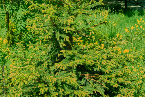 beautiful green city tree on a bright sunny summer day. postcard. desktop. blank for designer