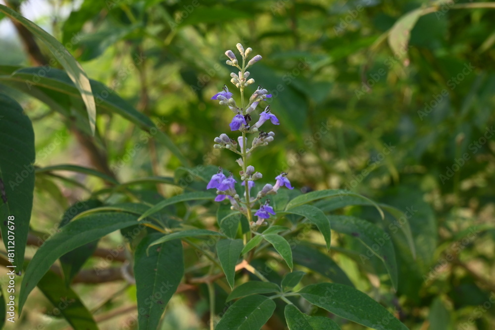 Vitex negundo plant flower. It's other name Chinese chaste tree, five-leaved chaste tree, horseshoe vitex, nisinda and Nirgundi. It is a large aromatic shrub. It is an Ayurvedic medicine.
Vitex negundo plant flower. It's other name Chinese chaste tree, five-leaved chaste tree, horseshoe vitex, nisinda and Nirgundi. It is a large aromatic shrub. It is an Ayurvedic medicine.