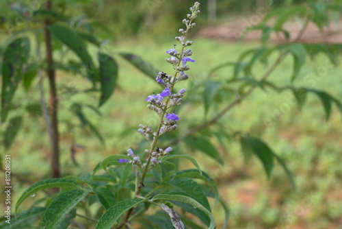 Vitex negundo plant flower. It's other name Chinese chaste tree, five-leaved chaste tree, horseshoe vitex, nisinda and Nirgundi. It is a large aromatic shrub. It is an Ayurvedic medicine.
 photo