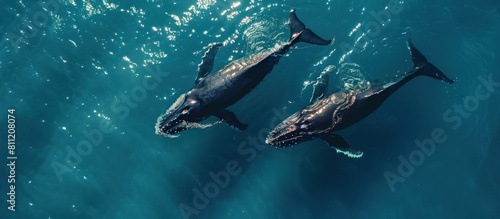 top view two whales swimming together on blue sea