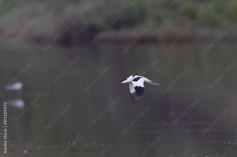Pied avocet Recurvirostra avosetta in a marsh in Brittany Pied avocet Recurvirostra avosetta in a marsh in Brittany