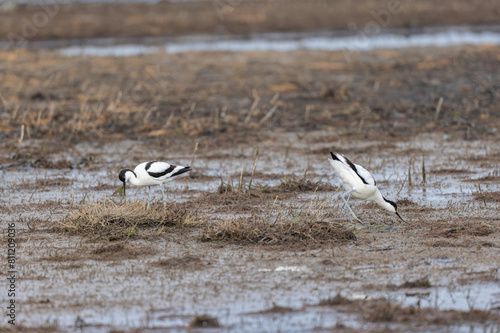 Pied avocet Recurvirostra avosetta in a marsh in Brittany