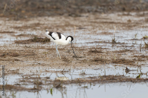 Pied avocet Recurvirostra avosetta in a marsh in Brittany