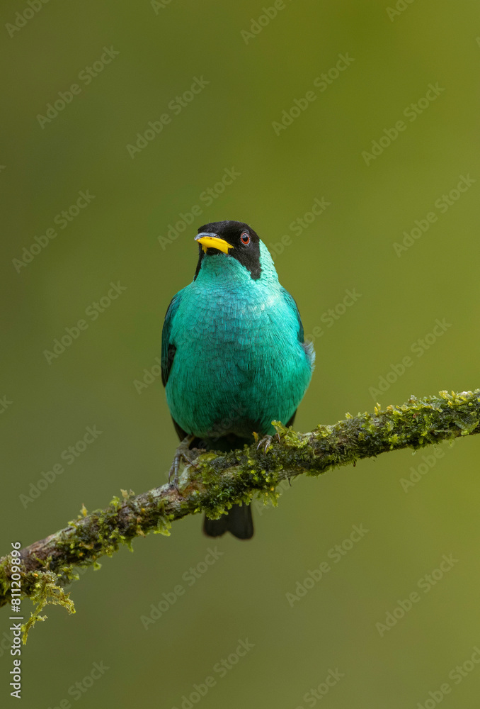 Green Honeycreeper/Mielero Verde, Boca Tapada San Carlos Costa Rica, Es Un tipo de tangara residente de nuestro pais Green Honeycreeper/Mielero Verde, Boca Tapada San Carlos Costa Rica, Es Un tipo de tangara residente de nuestro pais