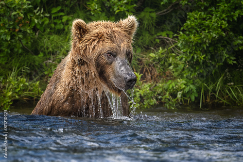 Coastal Brown Bear