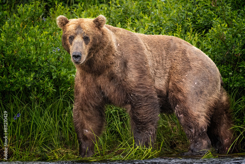 Coastal Brown Bear