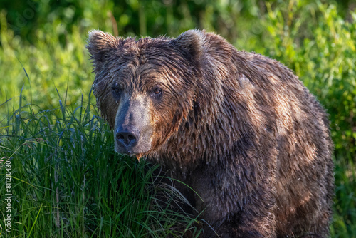 Coastal Brown Bear