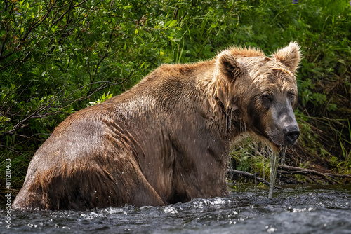 Coastal Brown Bear