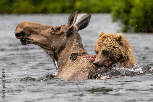 Bear Takes Down Moose