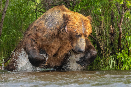 Coastal Brown Bear