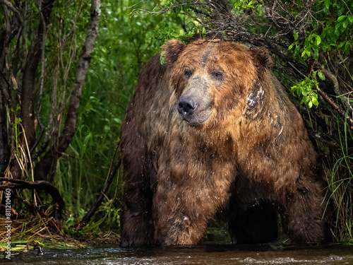 Coastal Brown Bear