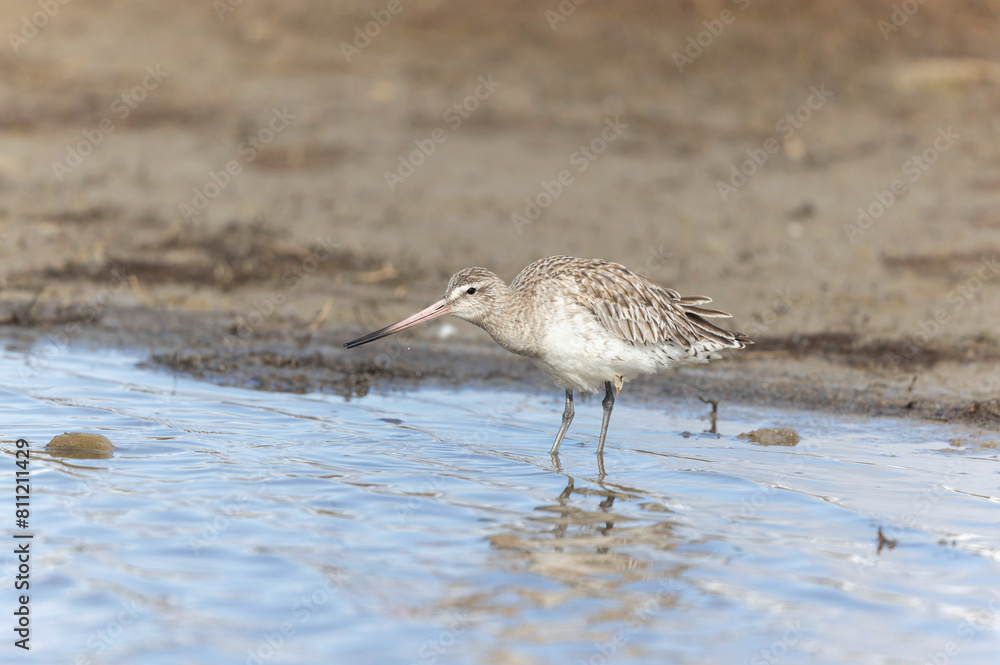 Bar-tailed Godwit Limosa lapponica in a swamp in northern Brittany Bar-tailed Godwit Limosa lapponica in a swamp in northern Brittany