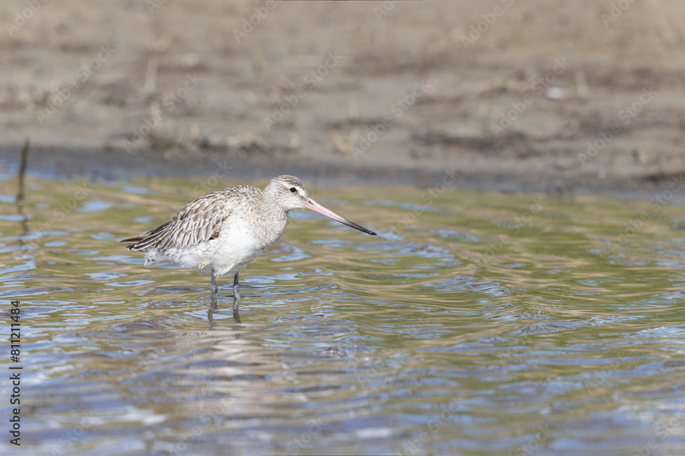 Bar-tailed Godwit Limosa lapponica in a swamp in northern Brittany Bar-tailed Godwit Limosa lapponica in a swamp in northern Brittany